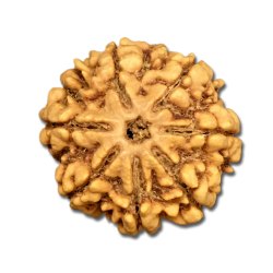 Seven Mukhi Rudraksha