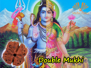 Two Mukhi  Double Phased Rudraksha