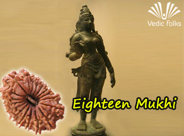 Eighteen Mukhi Rudraksha