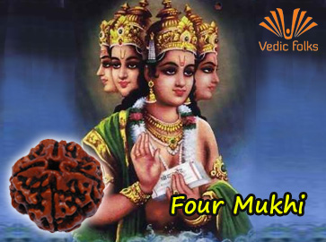 Four Mukhi Rudraksha