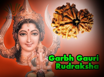 Garbh Gauri Rudraksha