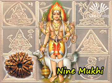 Nine Mukhi Rudraksha