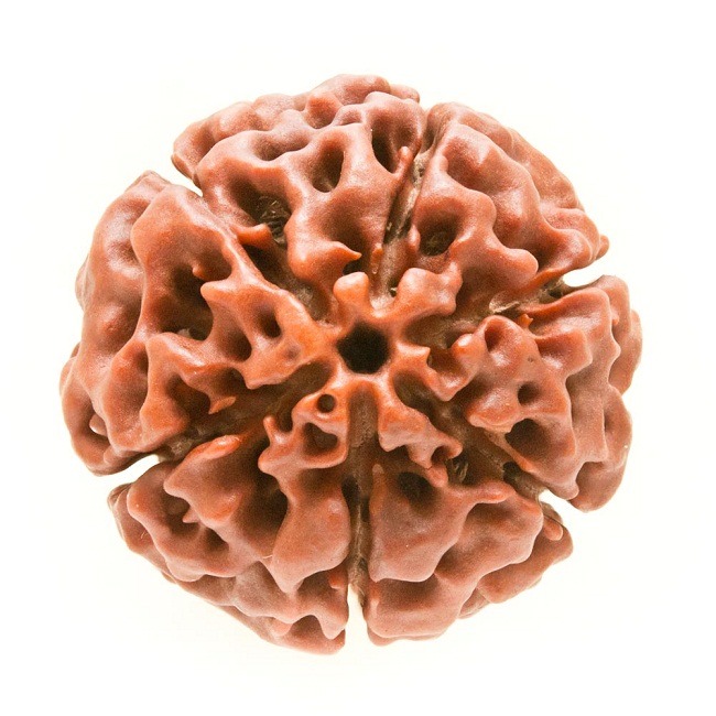 Six Mukhi Rudraksha