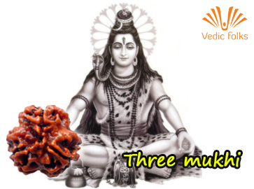 Three Mukhi Rudraksha (Tri Phased )