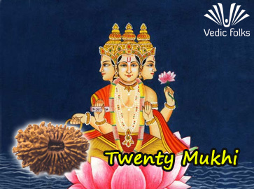 Twenty Mukhi Rudraksha