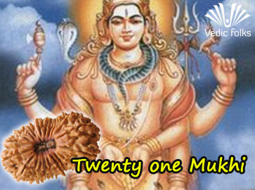 Twenty One Mukhi Rudraksha
