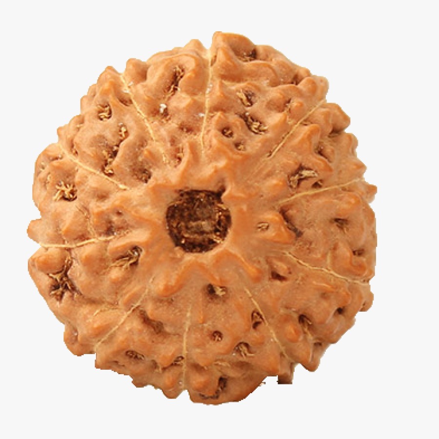 Ten Mukhi Rudraksha