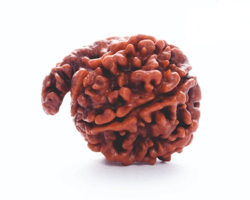 Ganesha Rudraksha